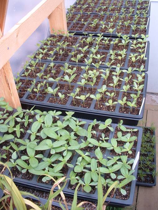 5 trays of zinnias